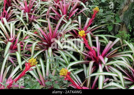 Close up of flowering Guzmania Sir Albert Bromeliads and Polka Dot plants in a garden Stock Photo