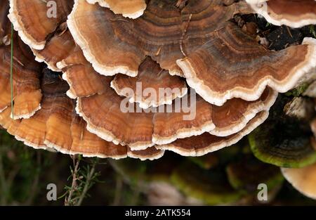 Turkey tail fungus or mushroom (Trametes versicolor also known as Coriolus versicolor and Polyporus versicolor), UK Stock Photo