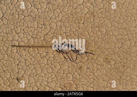 Ocotillo and object of ceremonies of the Seri or Comcaac tribe.Aerial view of the shadow of a DJI mavic 2 Pro drone on the cracked ground of the San N Stock Photo
