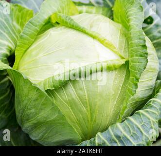 Cabbage . Fresh green big cabbage organic vegetables in the garden.  White cabbage.  Cabbage close-up. Cabbage growing in field. Stock Photo