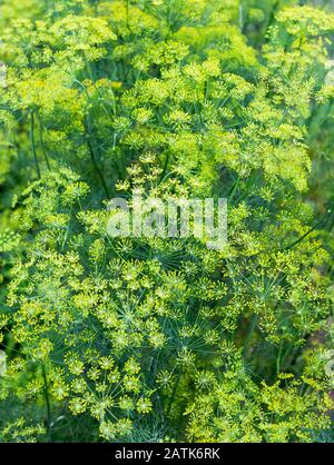 Dill plant and flower as green background. Blooming Fennel. Flowering dill herbs plant in the garden. Stock Photo