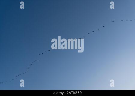 A group of birds flying in the blue sky Stock Photo