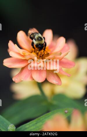 Bumblebee on a peach colored Zinnia Stock Photo