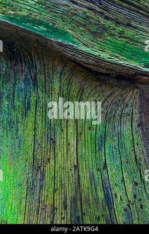 Abstract green tree stump with cracks pattern Stock Photo