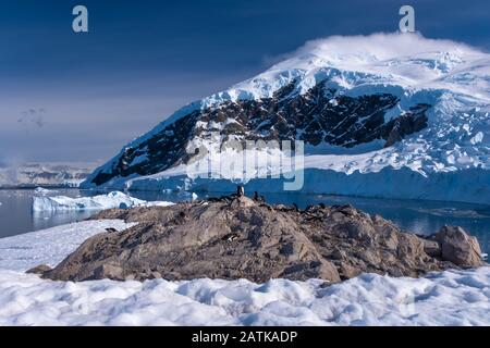 Gentoo penguin rookeries on top of dry rocky terrain  in beautiful Neko Harbor, an inlet of the Antarctic Peninsula Stock Photo