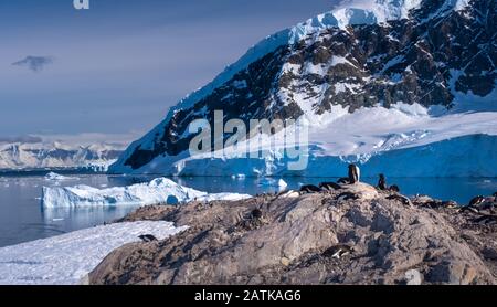 Gentoo penguin rookeries on top of dry rocky terrain  in beautiful Neko Harbor, an inlet of the Antarctic Peninsula Stock Photo