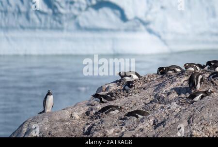 Gentoo penguin rookeries on top of dry rocky terrain  in beautiful Neko Harbor, an inlet of the Antarctic Peninsula Stock Photo