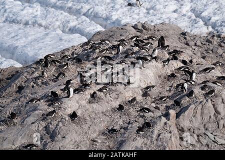 Gentoo penguin rookeries on top of dry rocky terrain  in beautiful Neko Harbor, an inlet of the Antarctic Peninsula Stock Photo