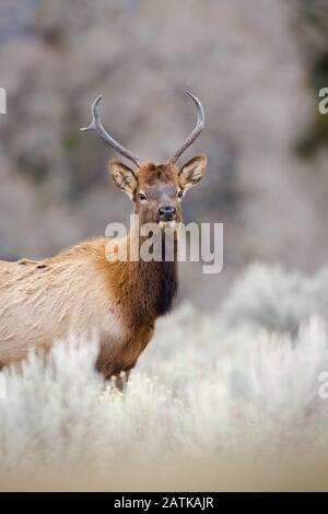 Elk Yellowstone National Park Stock Photo - Alamy