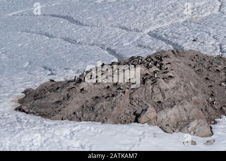 Gentoo penguin rookeries on top of dry rocky terrain. In the background several penguin highways leading to the beach. Neko Harbor, Antarctica Stock Photo