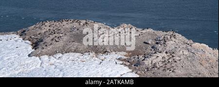 Gentoo penguin rookeries on top of dry rocky terrain  in beautiful Neko Harbor, an inlet of the Antarctic Peninsula Stock Photo