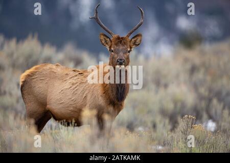 Elk, Yellowstone National Park, Wyoming, USA. Stock Photo