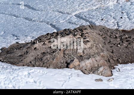 Gentoo penguin rookeries on top of dry rocky terrain. In the background several penguin highways leading to the beach. Neko Harbor, Antarctica Stock Photo