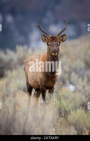 Elk Yellowstone National Park Stock Photo - Alamy