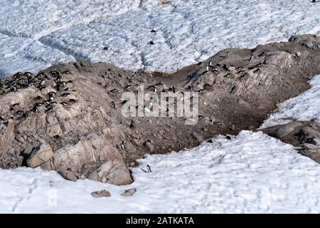 Gentoo penguin rookeries on top of dry rocky terrain. In the background several penguin highways leading to the beach. Neko Harbor, Antarctica Stock Photo