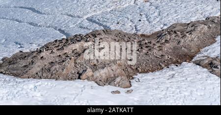 Gentoo penguin rookeries on top of dry rocky terrain. In the background several penguin highways leading to the beach. Neko Harbor, Antarctica Stock Photo