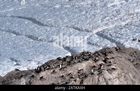 Gentoo penguin rookeries on top of dry rocky terrain. In the background several penguin highways leading to the beach. Neko Harbor, Antarctica Stock Photo