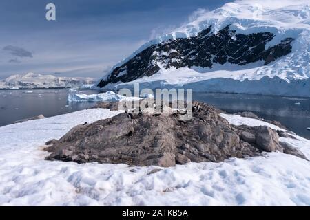 Gentoo penguin rookeries on top of dry rocky terrain  in beautiful Neko Harbor, an inlet of the Antarctic Peninsula Stock Photo