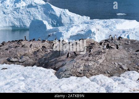 Gentoo penguin rookeries on top of dry rocky terrain  in beautiful Neko Harbor, an inlet of the Antarctic Peninsula Stock Photo