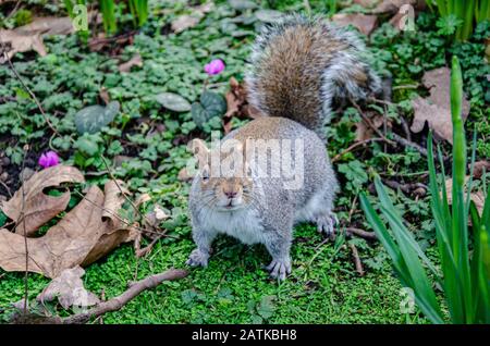 Close up view of a grey squirrel in a park. Stock Photo
