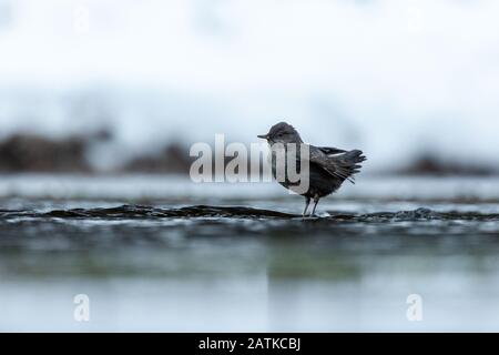 American Dipper, Wyoming, USA Stock Photo