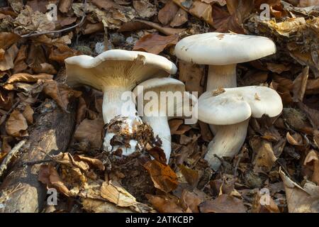 A tasty mushroom Clitocybe nebularis that grows on the ground in the leaves Stock Photo