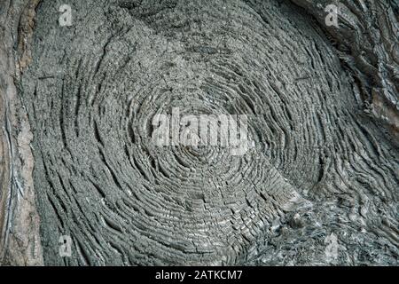 Wood Background, Circular Striped Tree Theme Stock Photo