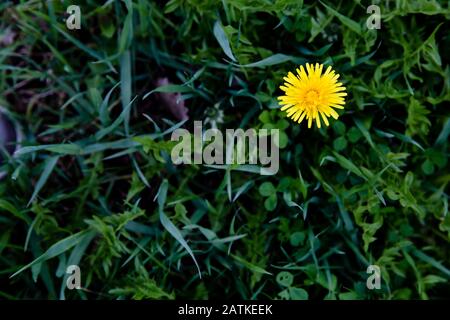 Landscape picture of grass and a single dandelion in right corner, room for text Stock Photo