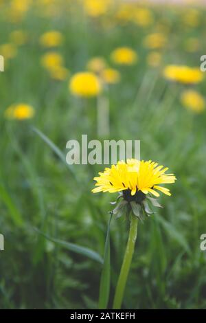 Portrait picture of a close up of a dandelion, side view,  with room for text at the top Stock Photo