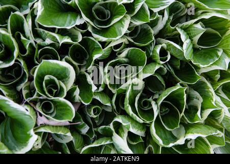 Looking down on veriegated hostas that are starting to open up Stock Photo