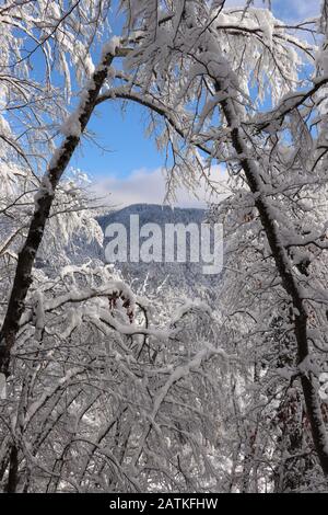Beech trees covered in new fallen snow Stock Photo