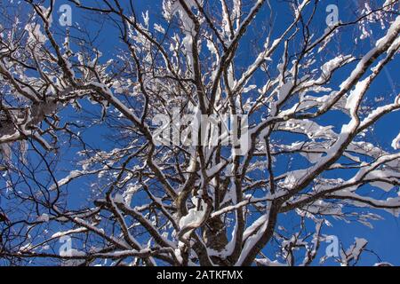 Beech tree covered in new snow Stock Photo