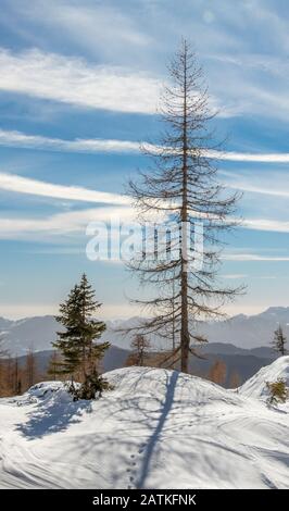 Larch tree on a beautiful clear day, winter in mountains Stock Photo