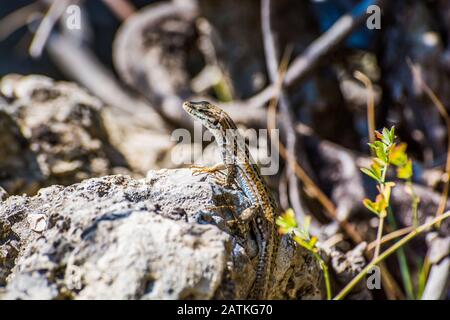 Lizard sun bathing on stone in Albania Stock Photo