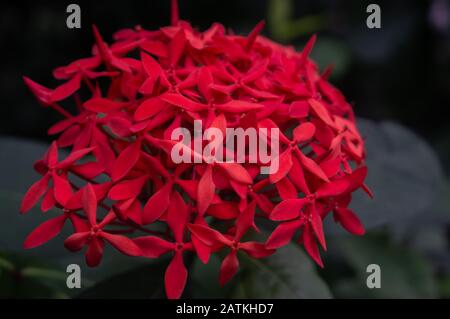 Close up of cluster of small bright red Chinese Jasmine 'Ixora chinensis' flowers on dark background. Macro shot in artificial light Stock Photo