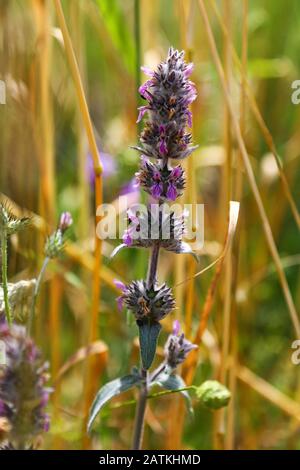 Downy Woundwort (stachys germanica) Wild Flowers, Croatia Stock Photo
