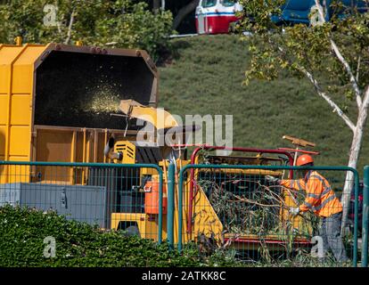 Man in orange safety vest and orange hard hat operating tree chipper Machine grinding tree into yellow covered truck Stock Photo