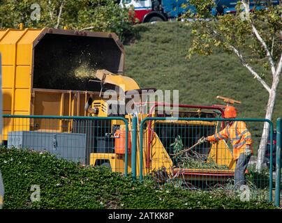Man in orange safety vest and orange hard hat operating tree chipper Machine grinding tree into yellow covered truck Stock Photo