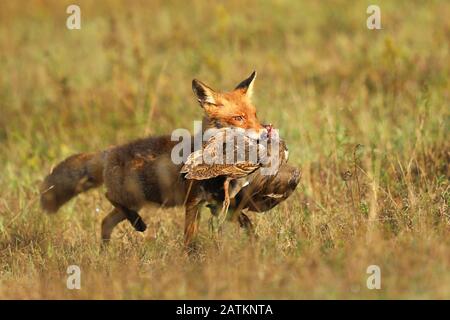 Red Fox after hunting, Vulpes vulpes, wildlife scene from Europe.Portrait of fox with prey on  meadow Stock Photo