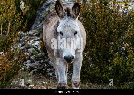 A wild gray donkey standing in a field in the wild and looking at camera Stock Photo