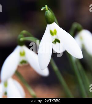 Galanthus 'Armine' Stock Photo