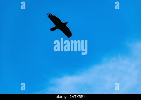 A wild predator bird flying in the sky Stock Photo