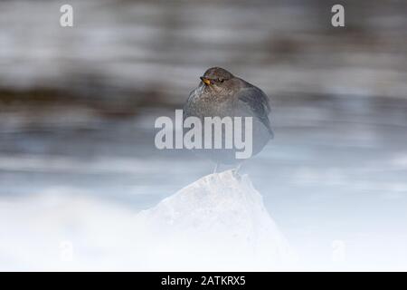 American Dipper, Wyoming, USA Stock Photo