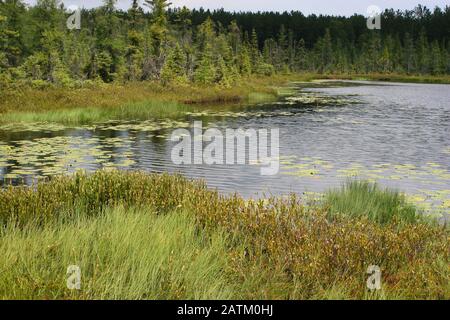 Tamarack (Larix laricina) - Black Spruce (Picea mariana) Bog, with floating mat, Northern Michigan, USA by Dembinsky Photo Assoc Stock Photo