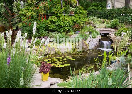 Nymphaea - Waterlily pads,  Acorus calamus 'Variegatus in rock edged pond with waterfall, footbridge bordered by white liatris spicata - Blazing Star. Stock Photo