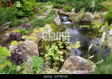 Nymphaea - Waterlily pads,  Acorus calamus 'Variegatus in rock edged pond with waterfall, wooden footbridge bordered by Lysimachia nummularia. Stock Photo