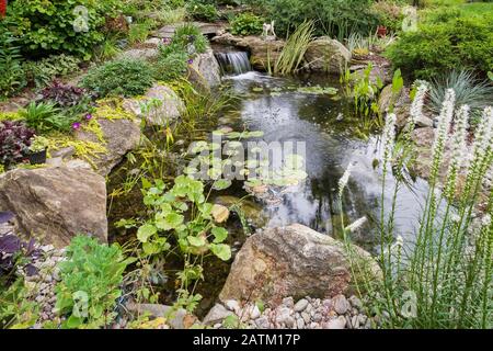 Nymphaea - Waterlily pads,  Acorus calamus 'Variegatus in rock edged pond with waterfall, wooden footbridge bordered by Lysimachia nummularia. Stock Photo