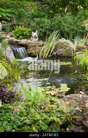 Nymphaea - Waterlily pads, Acorus calamus 'Variegatus, Sagittaria latifolia 'Duck potato' - Arrowhead in rock edged pond with waterfall Stock Photo