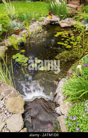 Nymphaea - Waterlily pads,  Acorus calamus 'Variegatus, Sagittaria latifolia 'Duck potato' - Arrowhead in rock edged pond with waterfall. Stock Photo