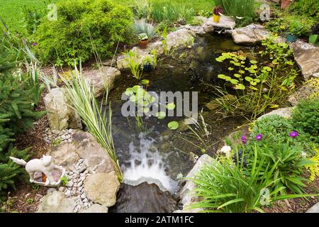 Nymphaea - Waterlily pads,  Acorus calamus 'Variegatus, Sagittaria latifolia 'Duck potato' - Arrowhead in rock edged pond with waterfall. Stock Photo